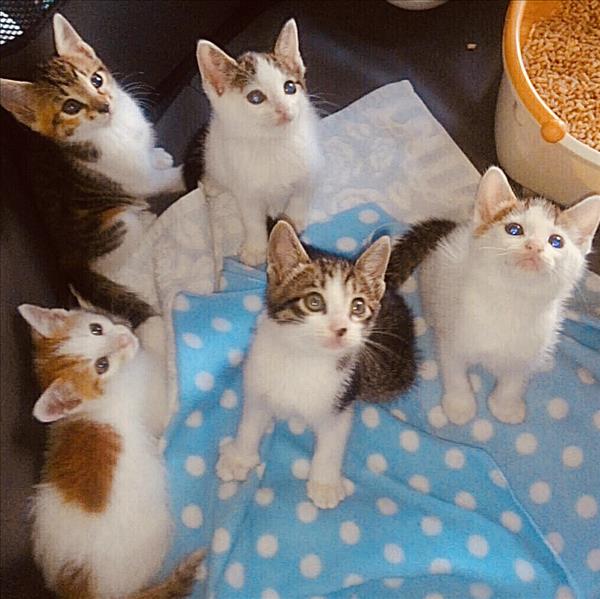 鎌倉猫らいん