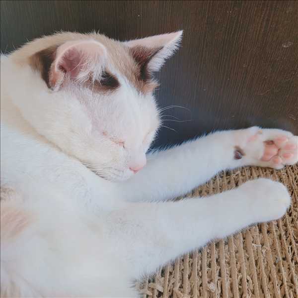 oriibu