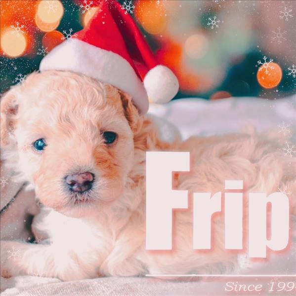セレクトショップ. Frip
