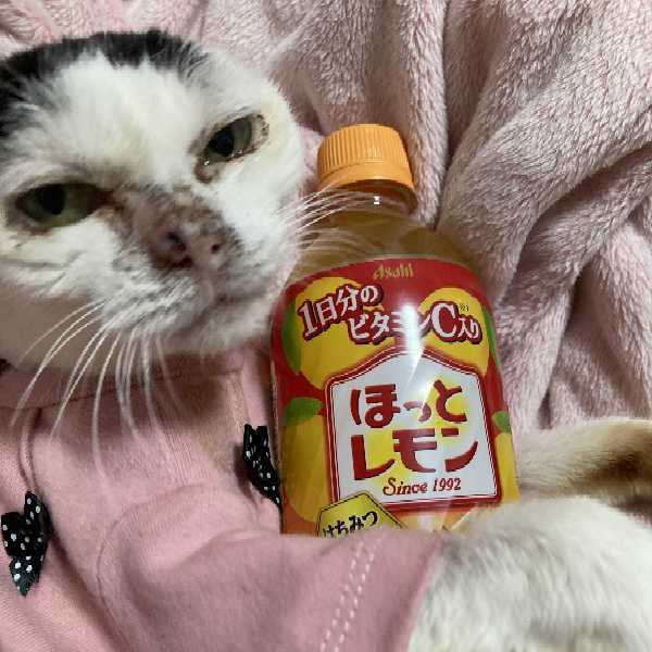 レモララ家の保護っ子