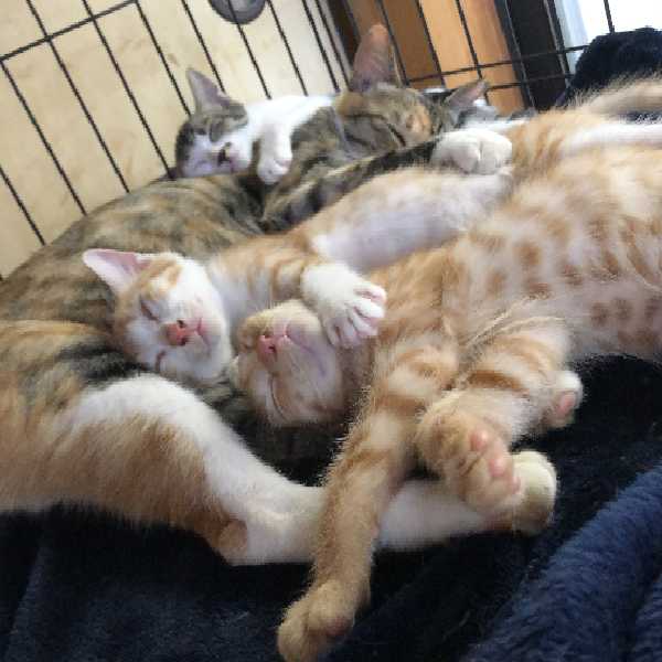 ささなお